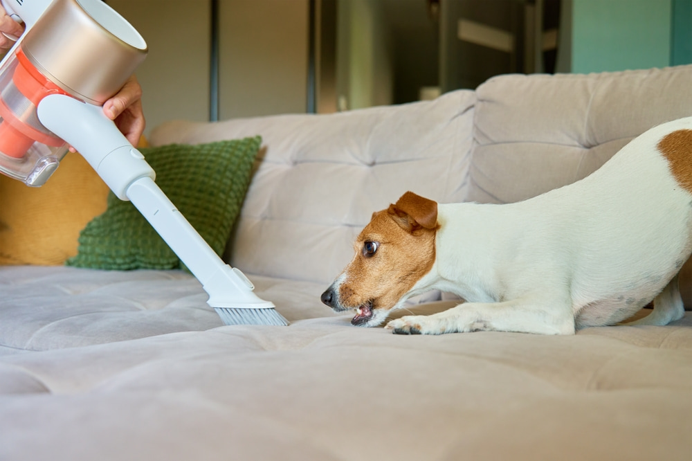 What should you do before the house cleaner comes