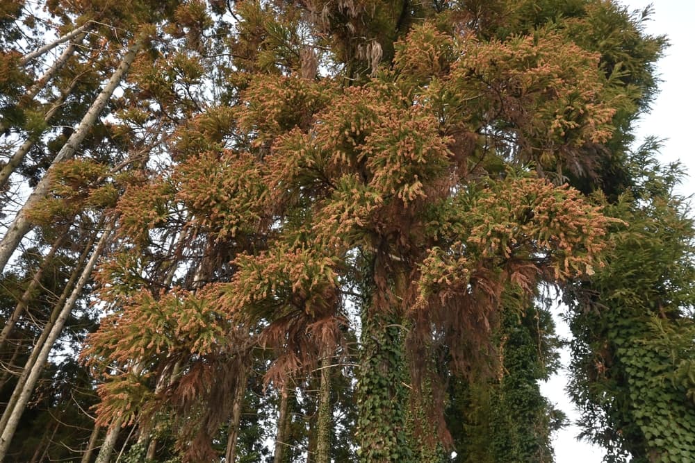 Deep Cleaning for Better Indoor Air Quality During Cedar Season